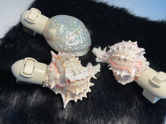 Seashell Nightlights