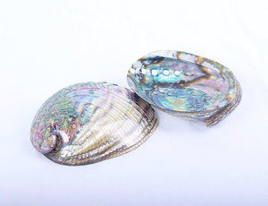 Open image in slideshow, Smudging Shells
