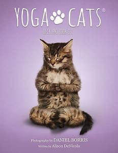Cards:  Yoga Cats Oracle Deck